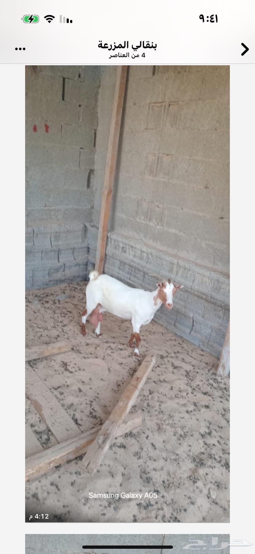 عنز للبيع64463586545027110