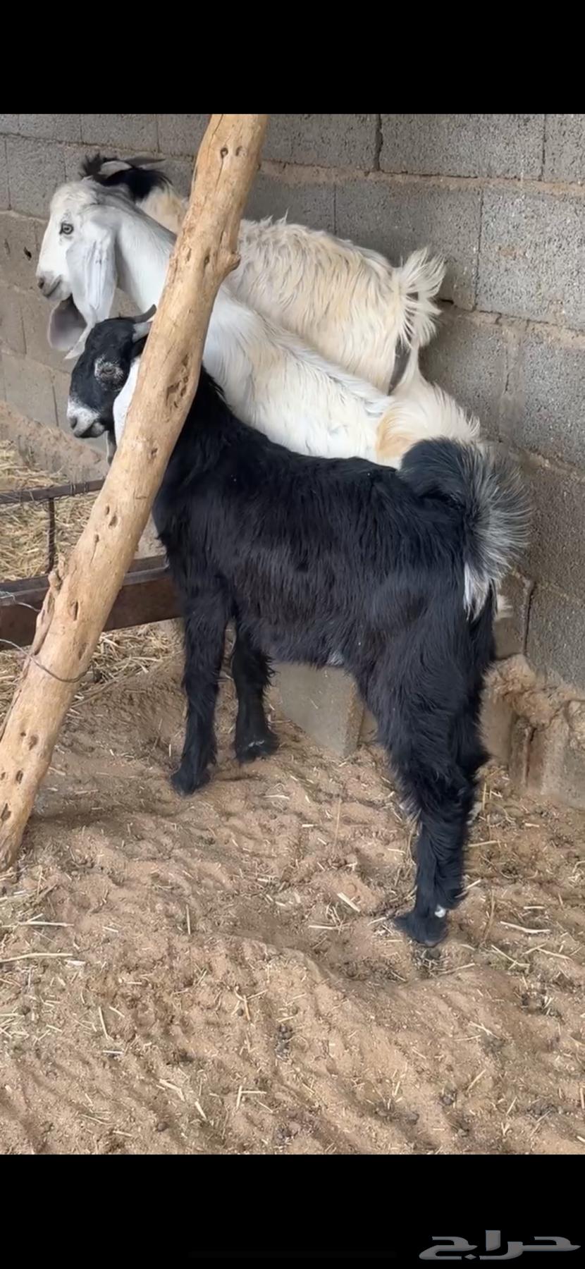 Goats with horns and full of fat64458704169729112