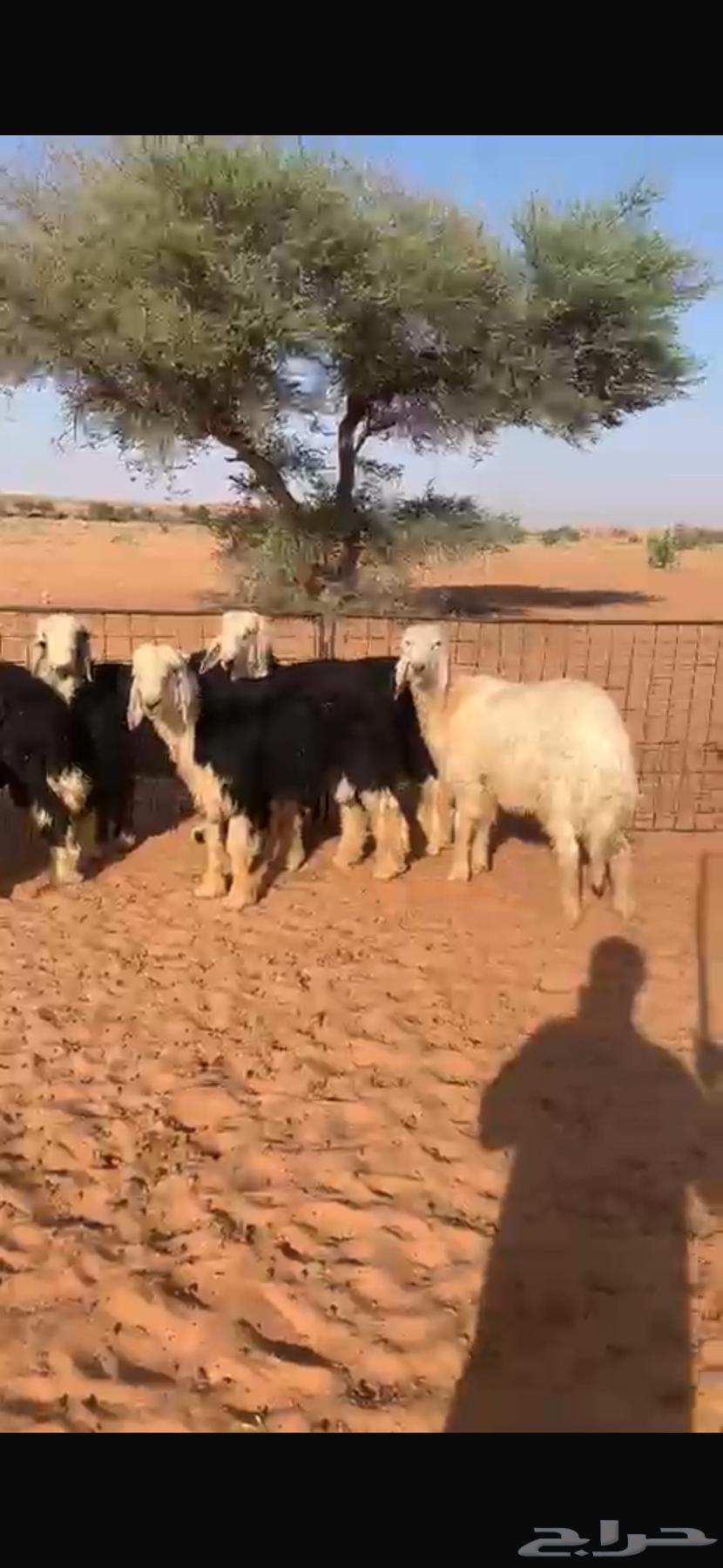 للبيع طليان نجد64459852603906113