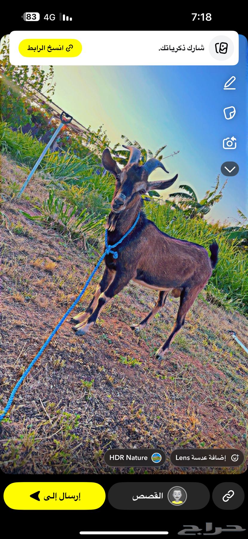 وعل تيس للبيع64462527438595112