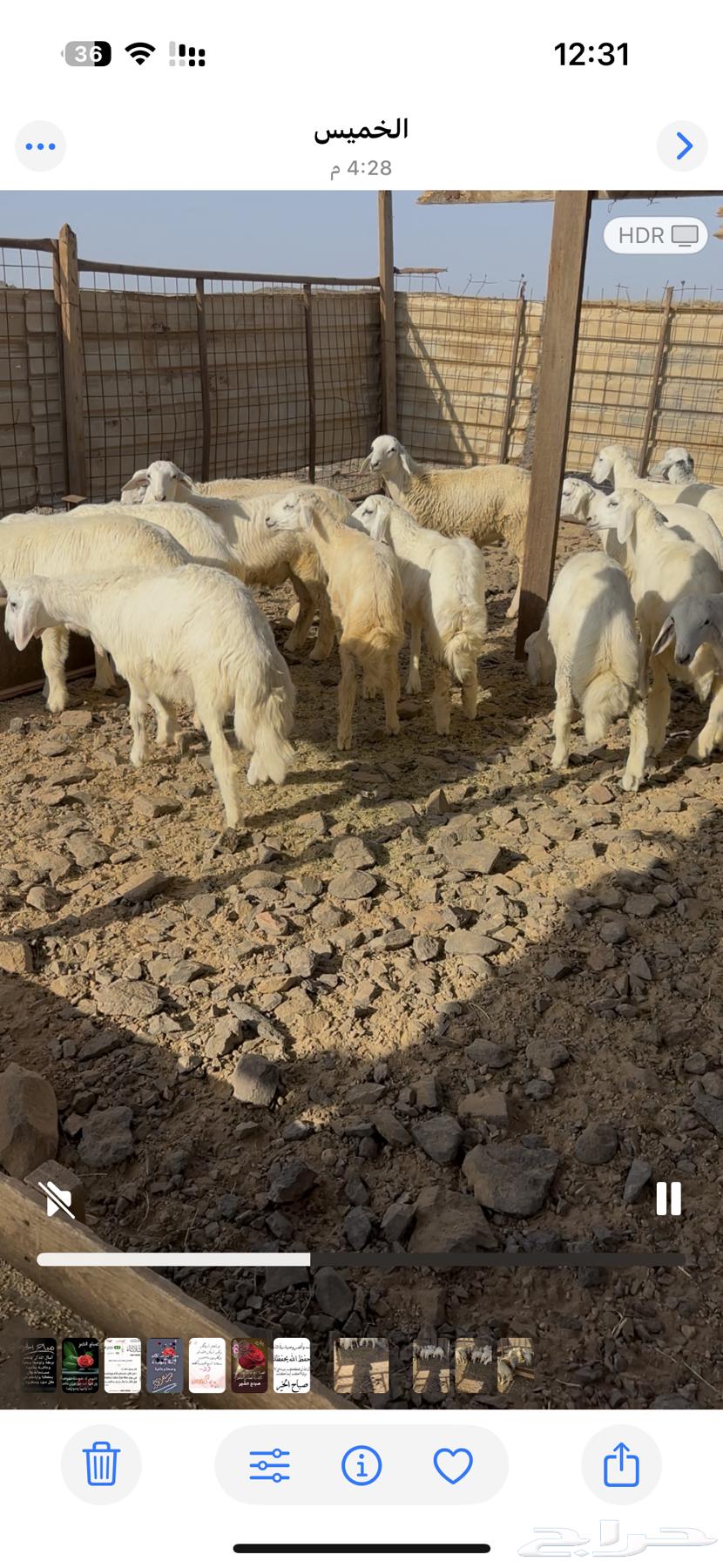 طليان للبيع سمينه عالشرط64459635419394112