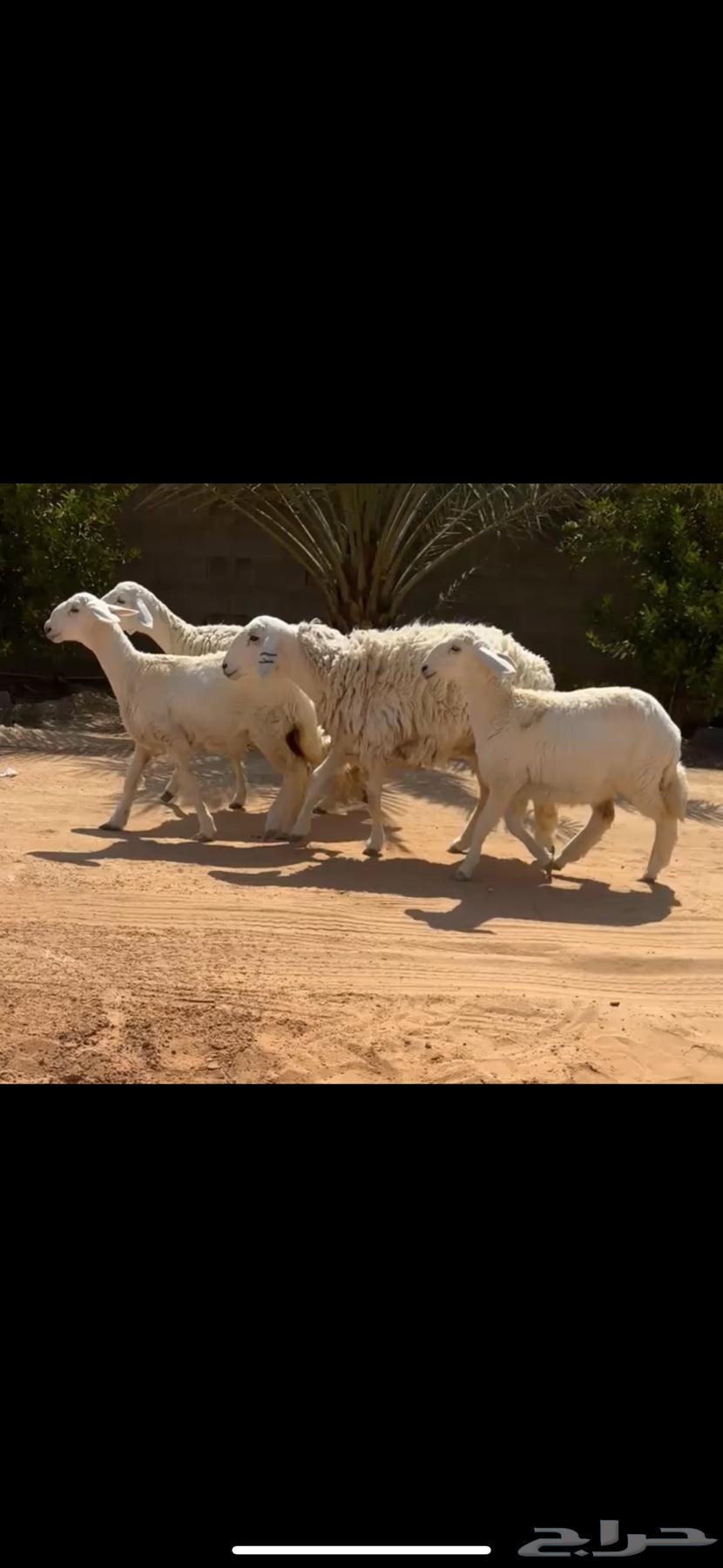 Sheep for sale in Qassim - Unayzah (Sold)64458497081987110