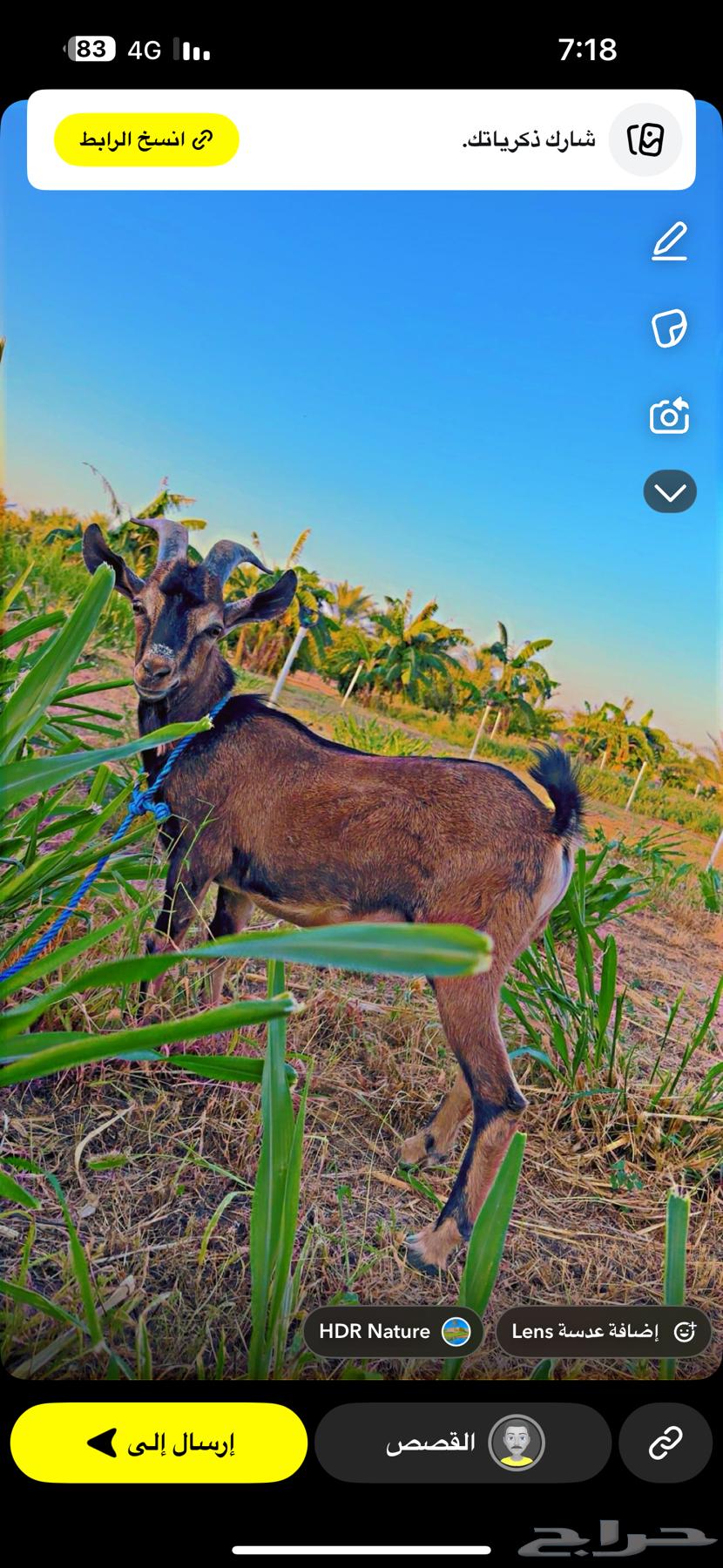 وعل تيس للبيع64462527438595111