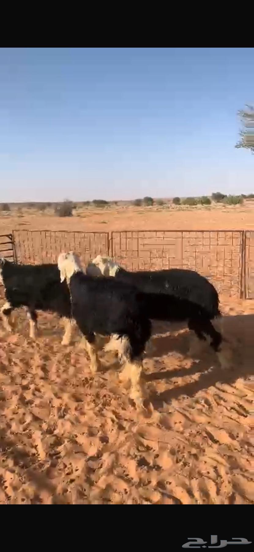 للبيع طليان نجد64459852603906111