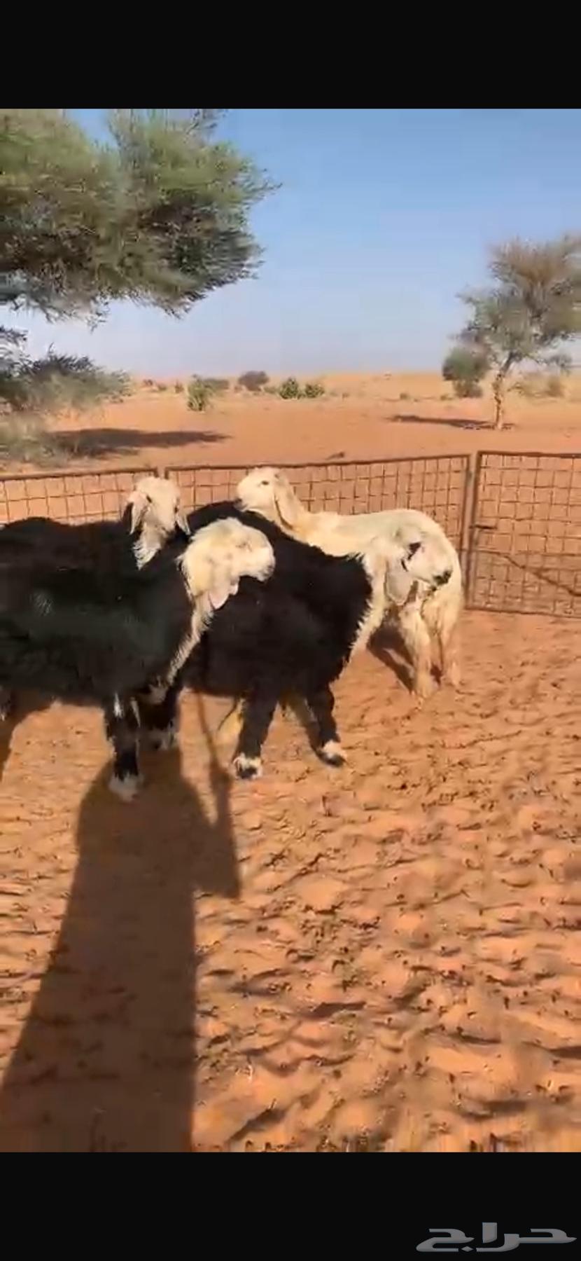 للبيع طليان نجد64459852603906114