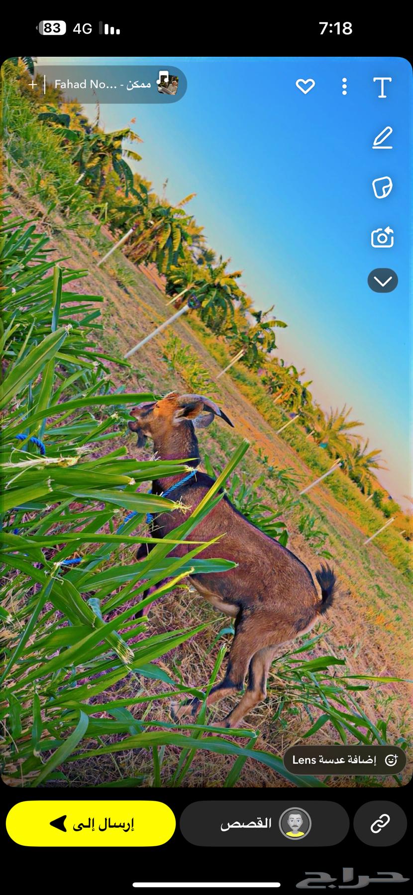 وعل تيس للبيع64462527438595110