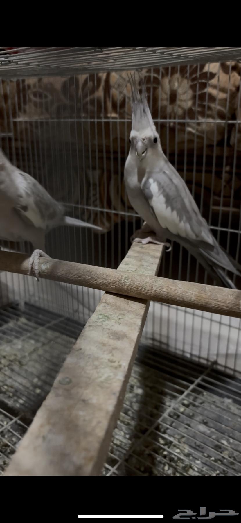 طيور الحب جوز كروان منتج للبيع64462266884355110