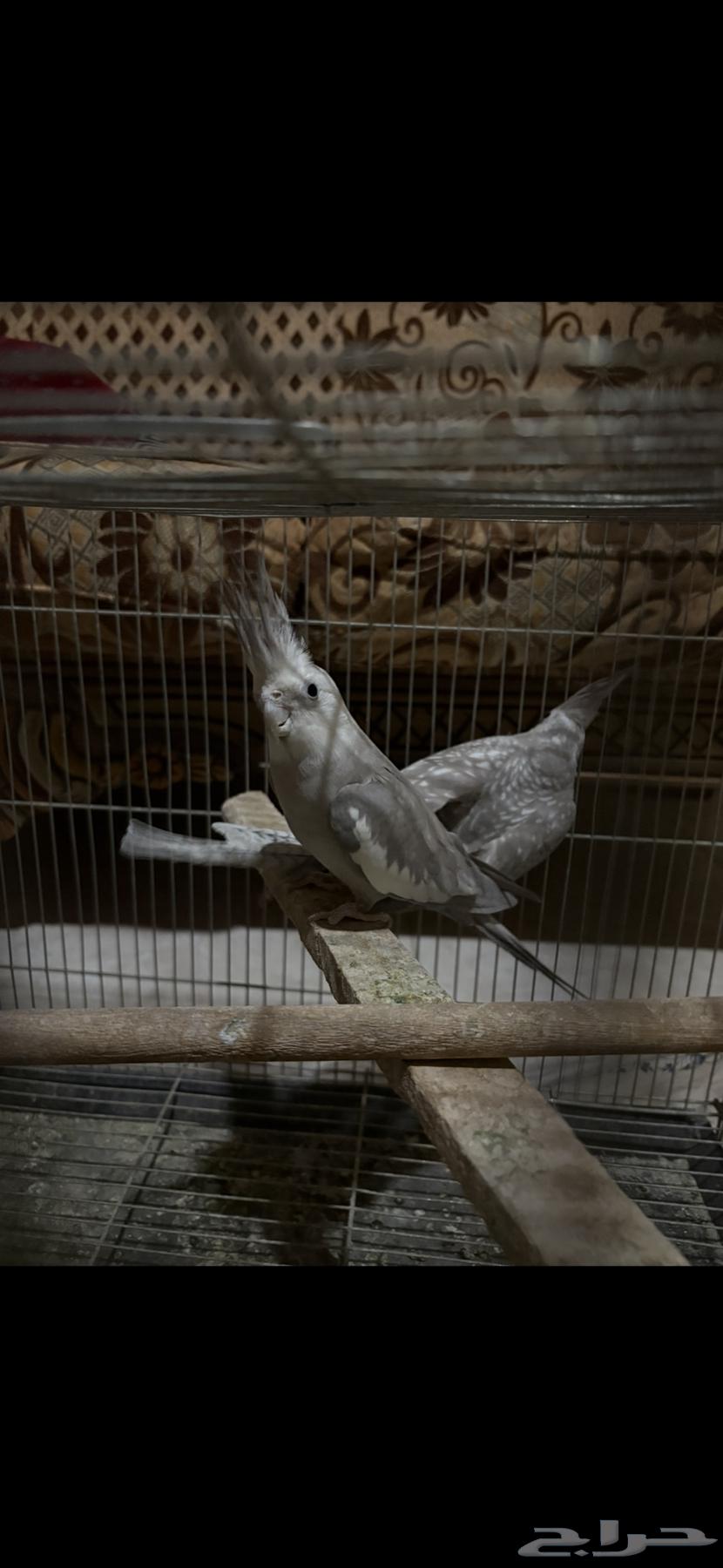 طيور الحب جوز كروان منتج للبيع64462266884355113