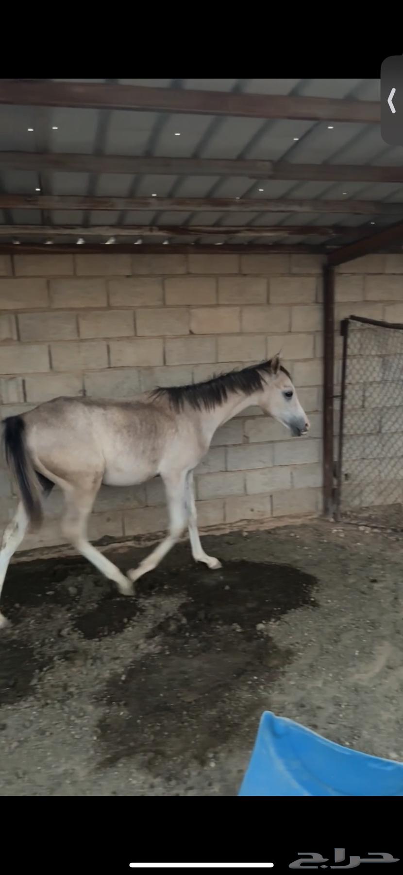 امهار للبيع64459573381507114