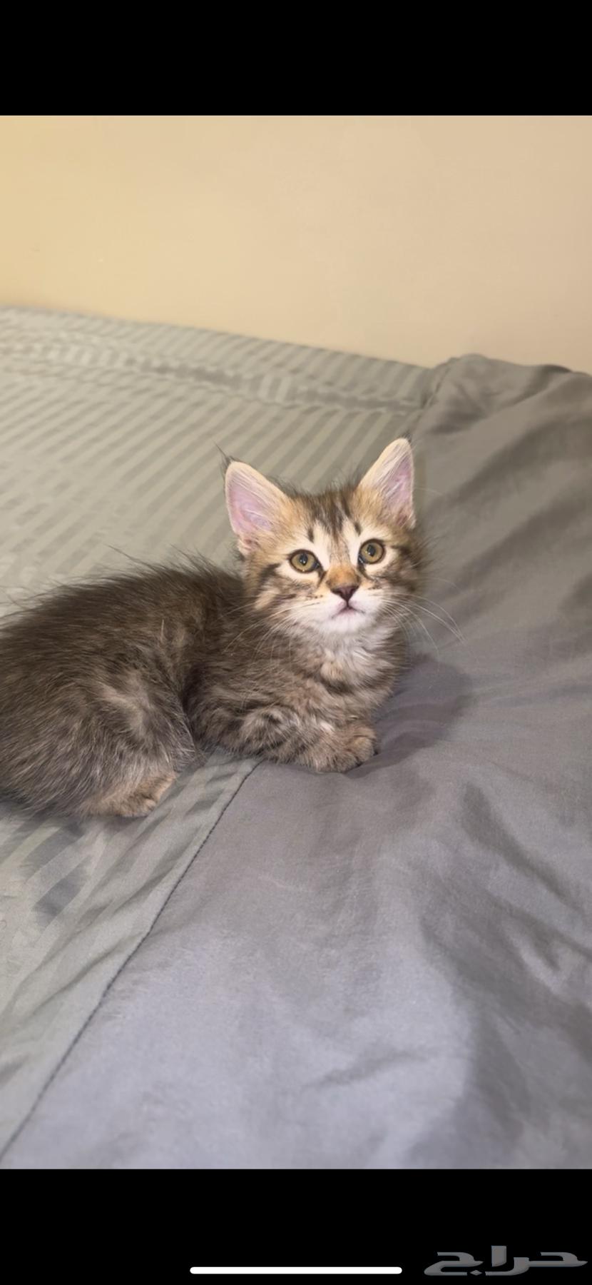 للبيع64459790993155112