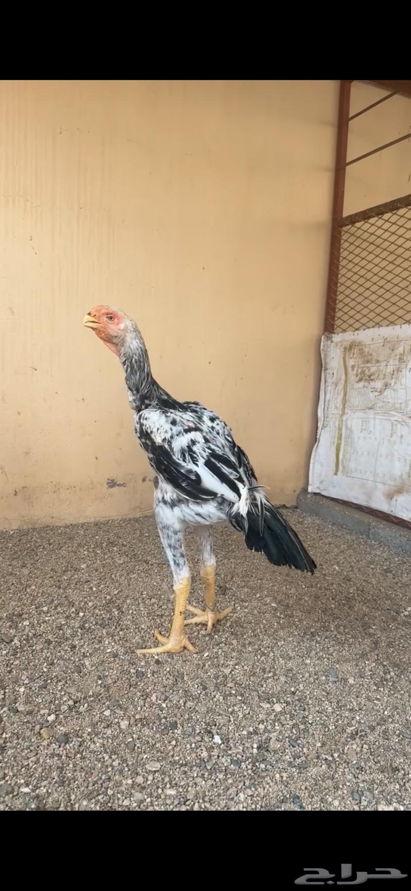 ديك فارسي للبيع ( تم البيع )64460147314947111