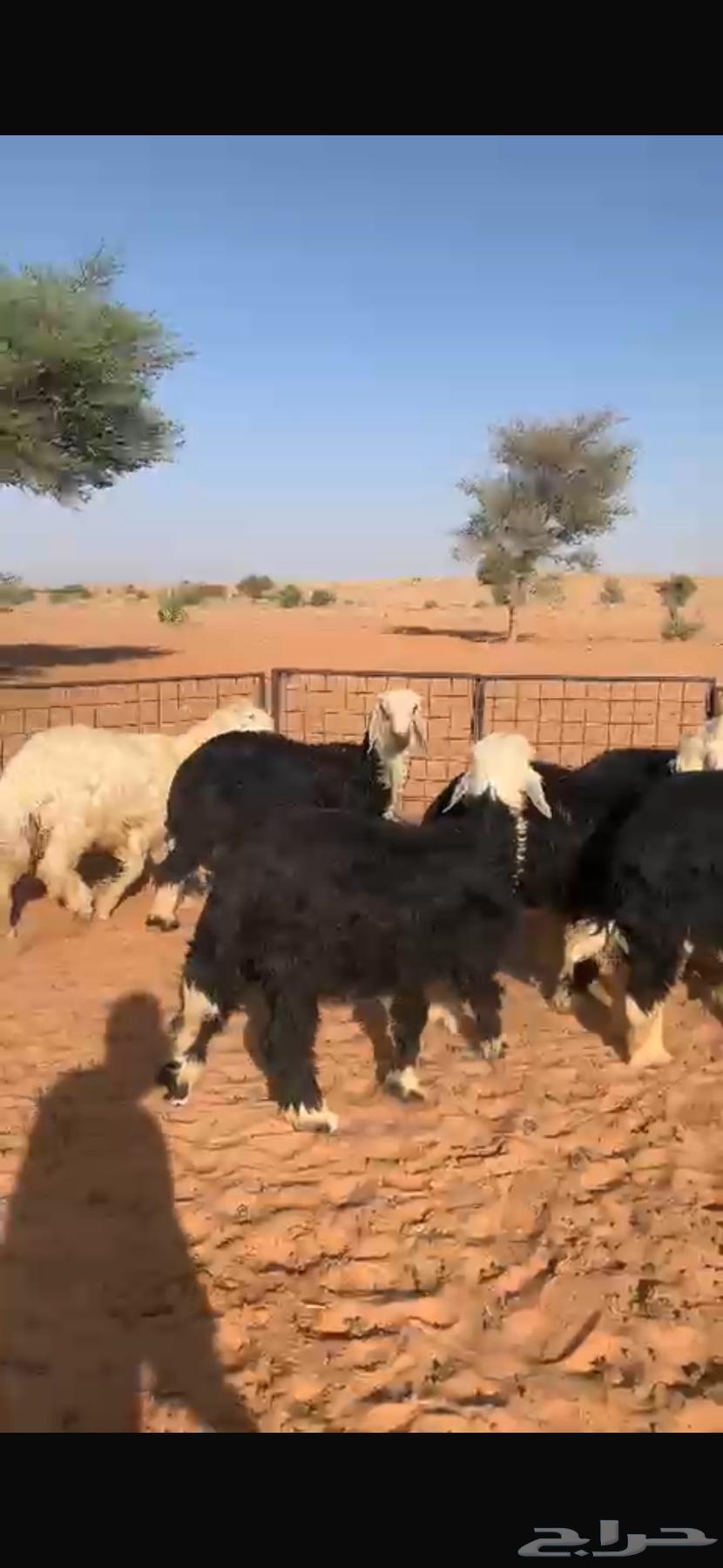 للبيع طليان نجد64459852603906112