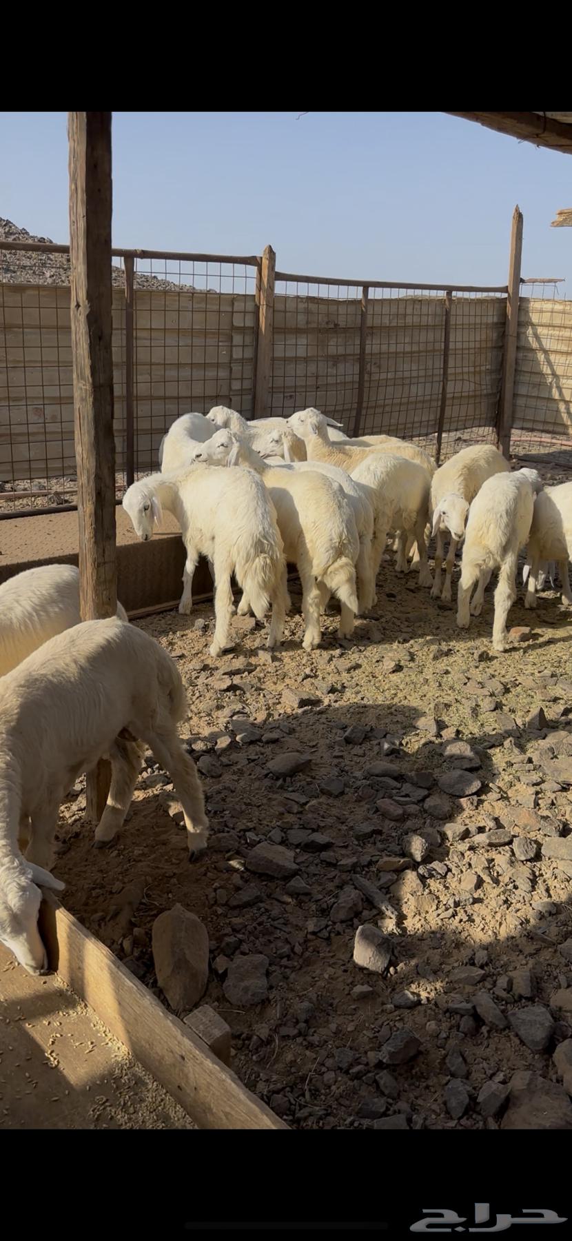 طليان للبيع سمينه عالشرط64459635419394111