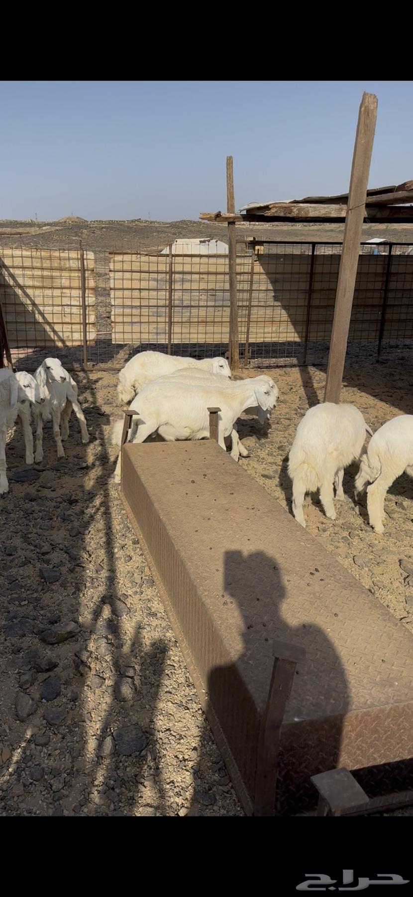 طليان للبيع سمينه عالشرط64459635419394110