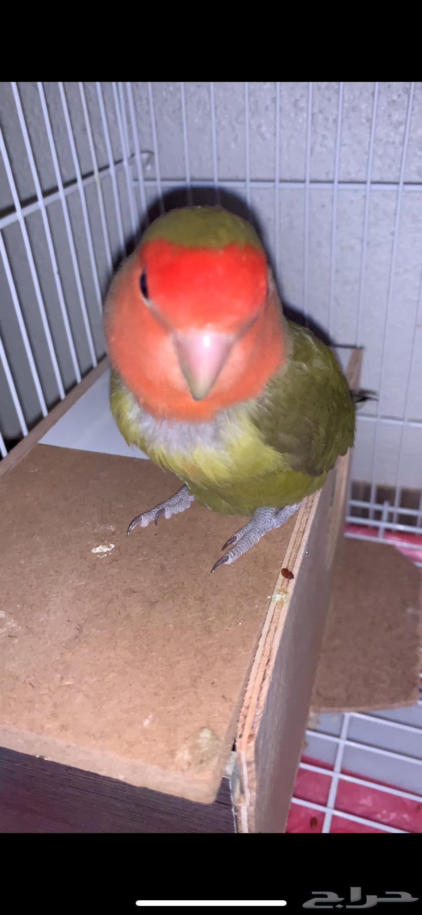 تم البيع ذكر روز شرط64462417165569111