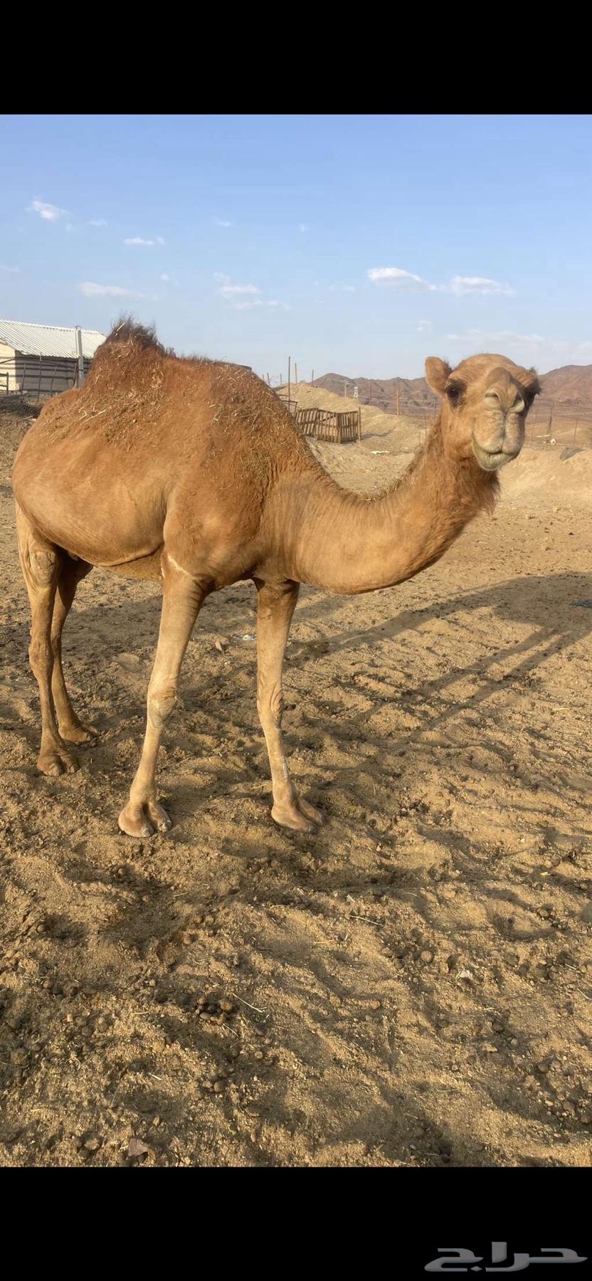 لقحات 2 حمر طيبات الحد من 4500 تم البيع64458886431873113