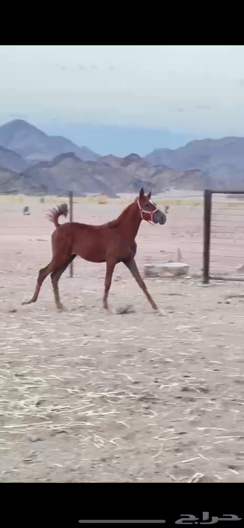 Mare with Super Movement64461117808771112