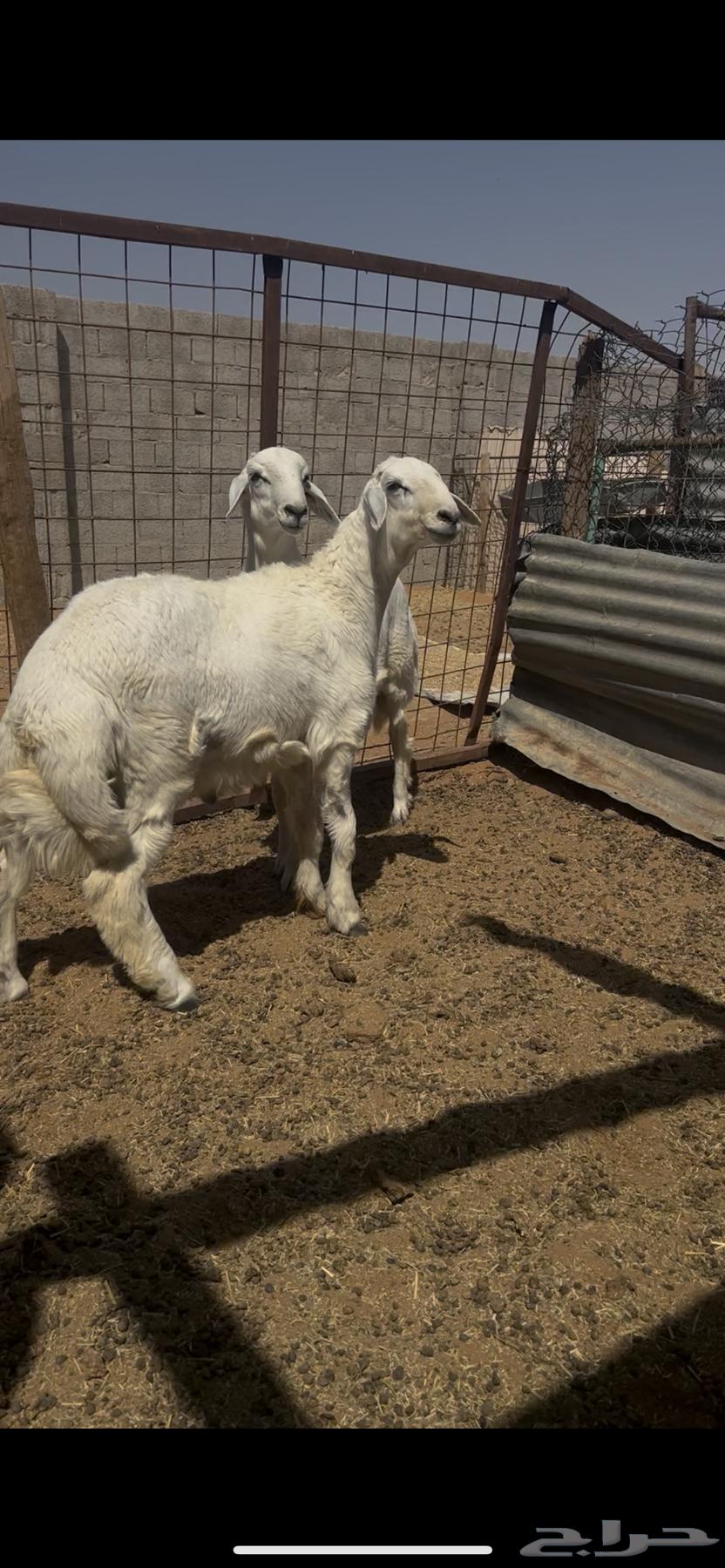 طليان حري ( تم البيع ) عساء ربي يباركله64458540906753110