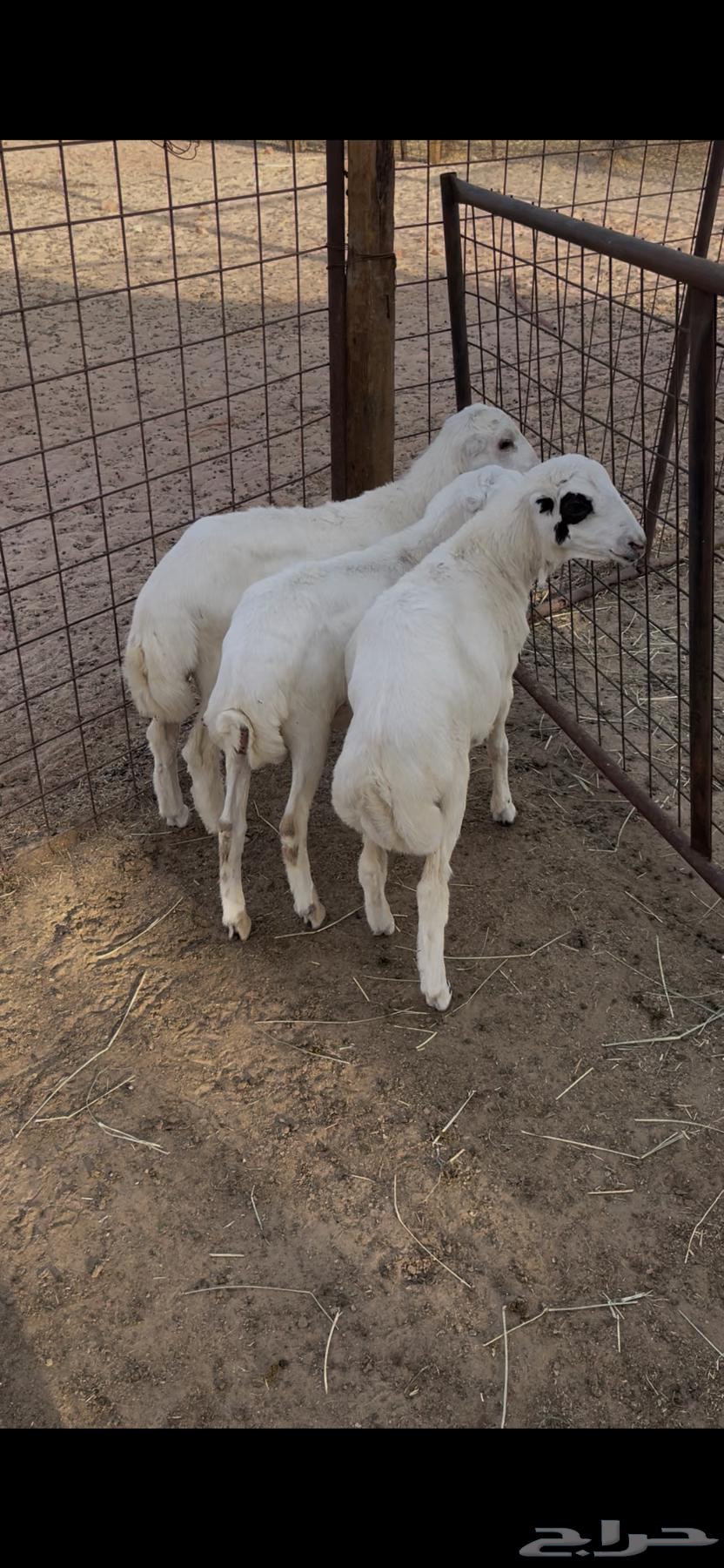 Two Goats and Three Rams64458826138754113