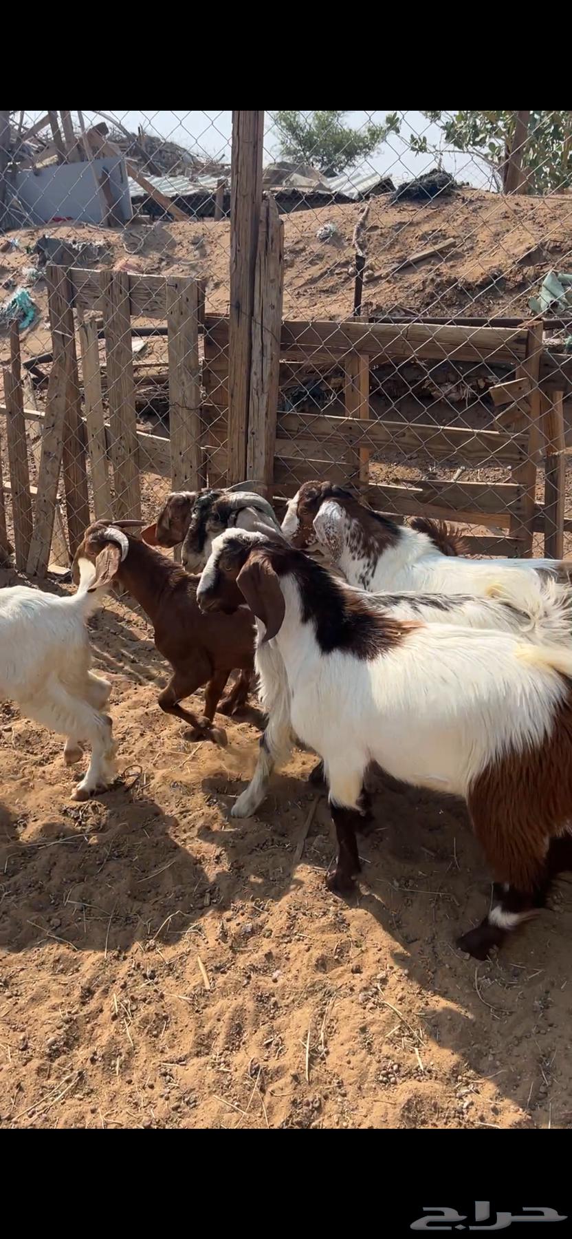 Sheep, Rukhal and Local Goats64459943388929112