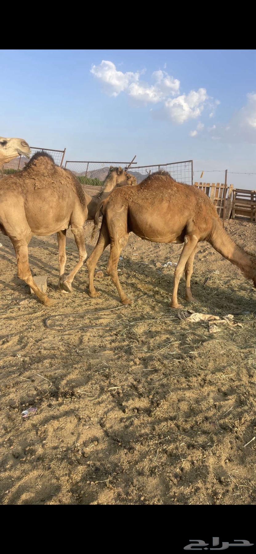 لقحات 2 حمر طيبات الحد من 4500 تم البيع64458886431873111