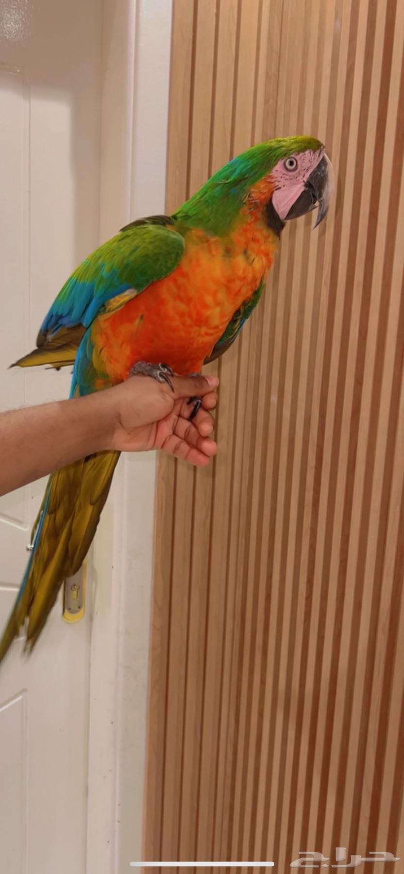 ببغاء مكاو هارلي كوين64459364561155111