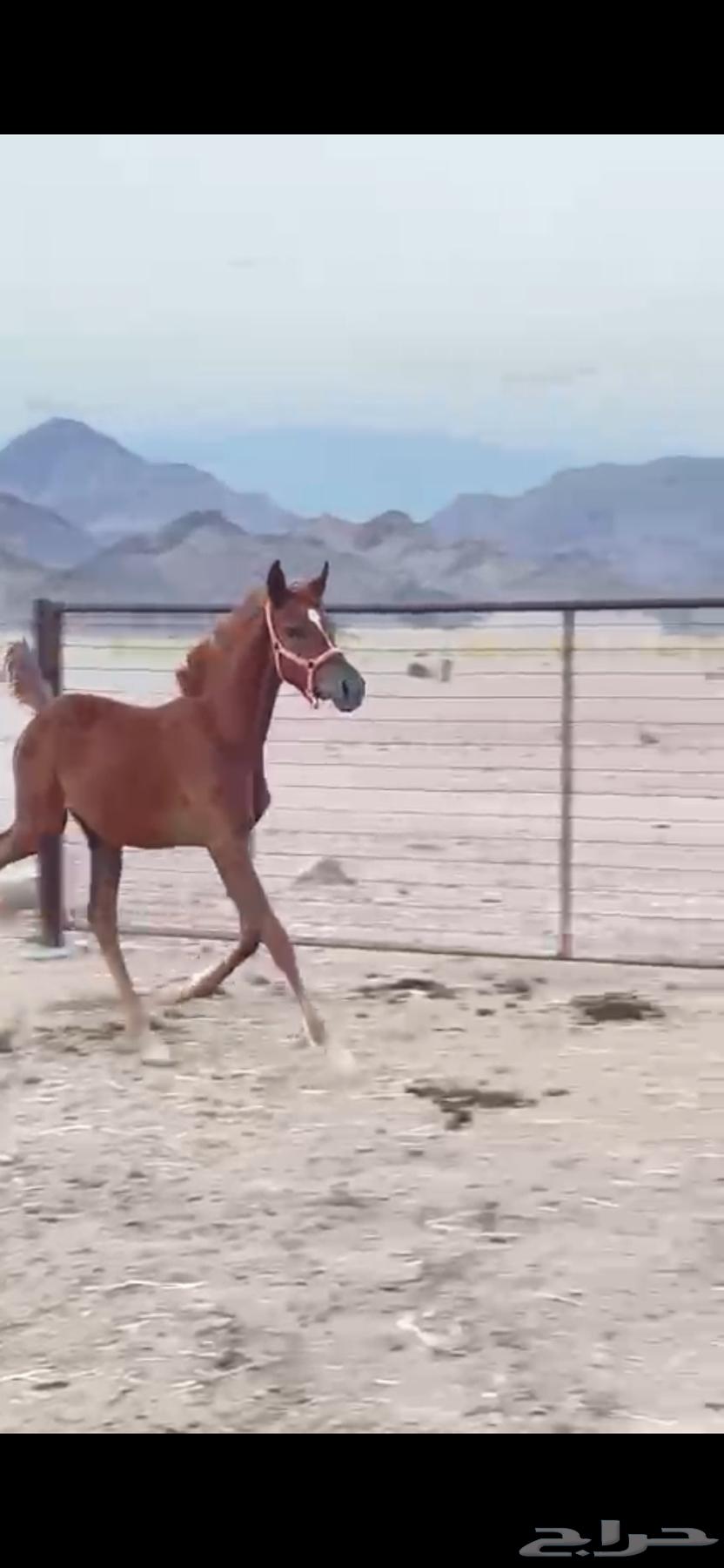 Mare with Super Movement64461117808771111