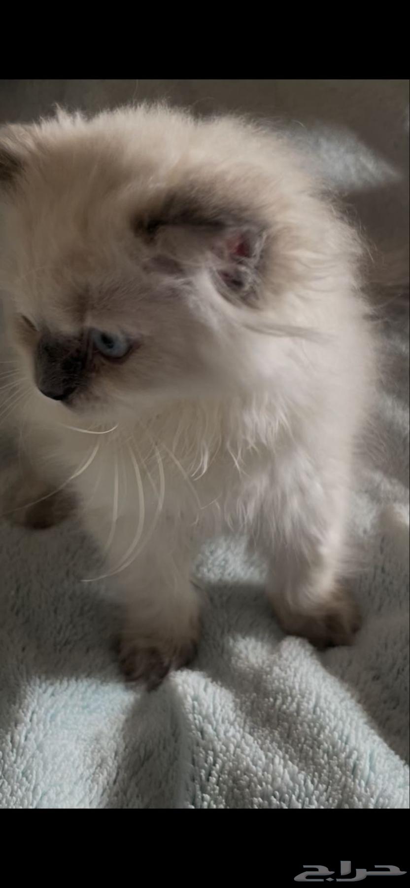 Cats64461158679042110