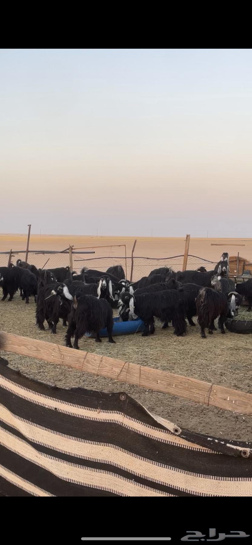 Goat with distinctive features, young and fertile64460051332354112