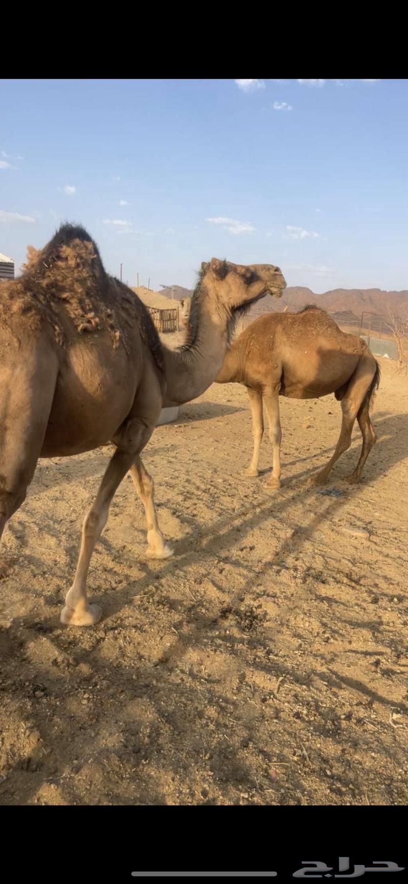 لقحات 2 حمر طيبات الحد من 4500 تم البيع64458886431873110
