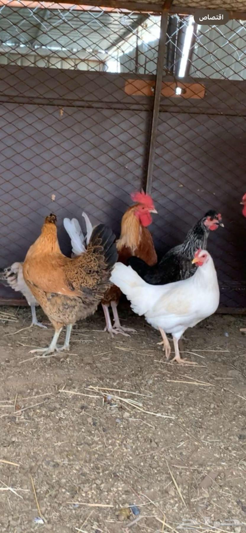 Chicken64470320076035110