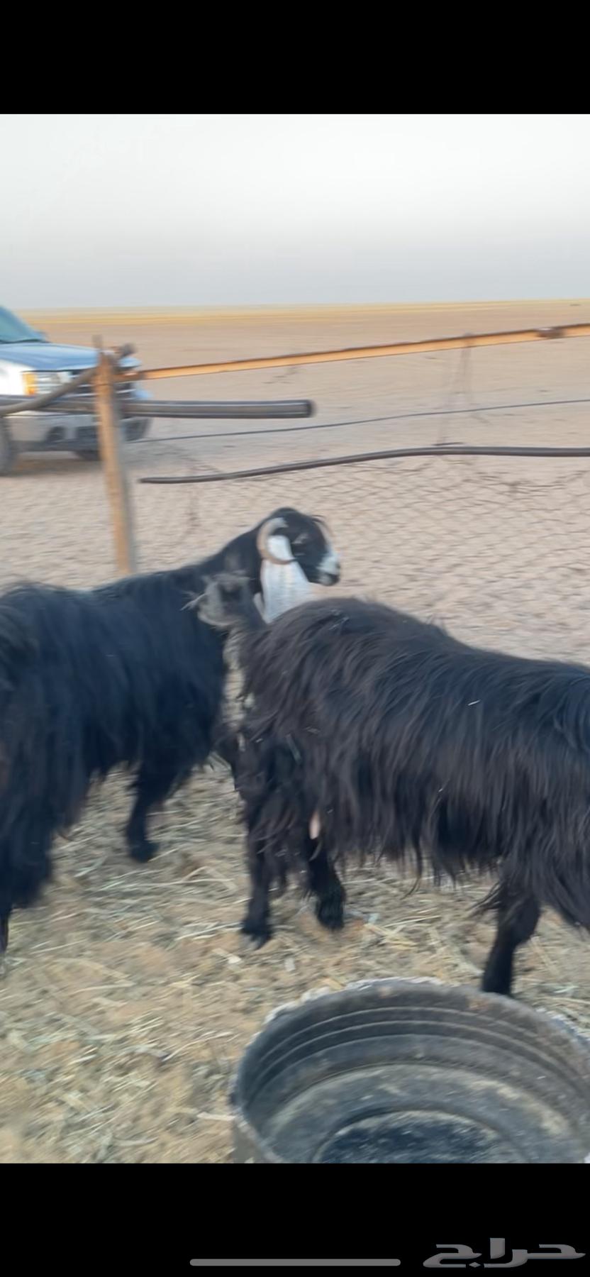 Goat with distinctive features, young and fertile64460051332354111