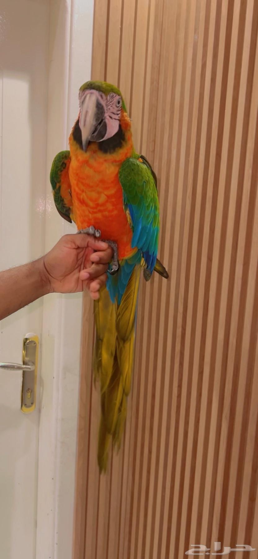 ببغاء مكاو هارلي كوين64459364561155110