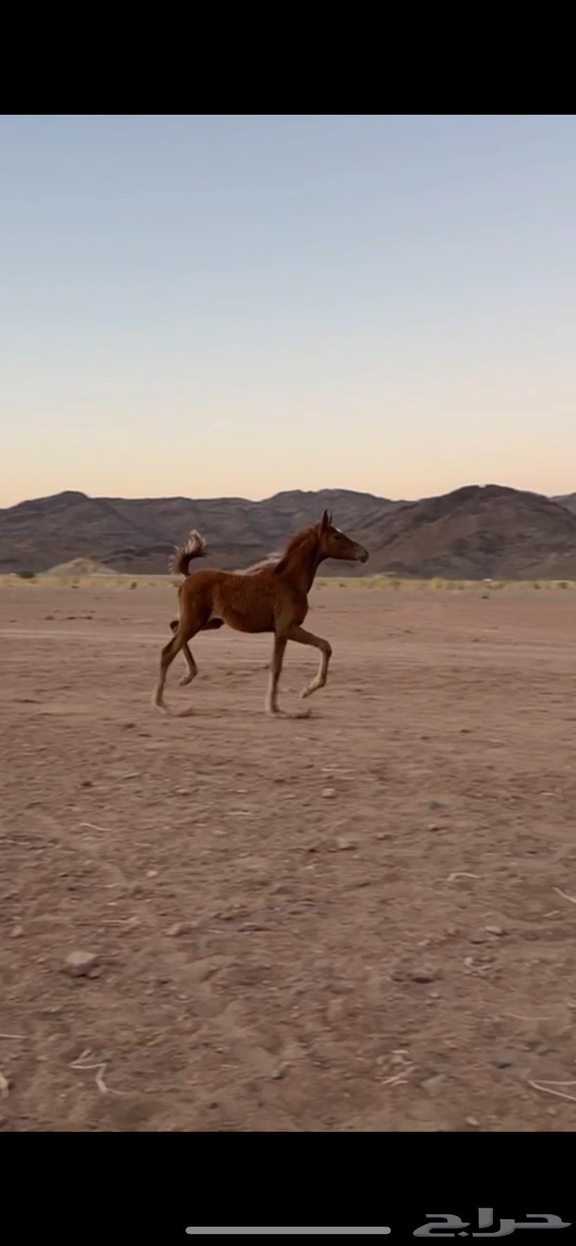 Mare with Super Movement64461117808771110