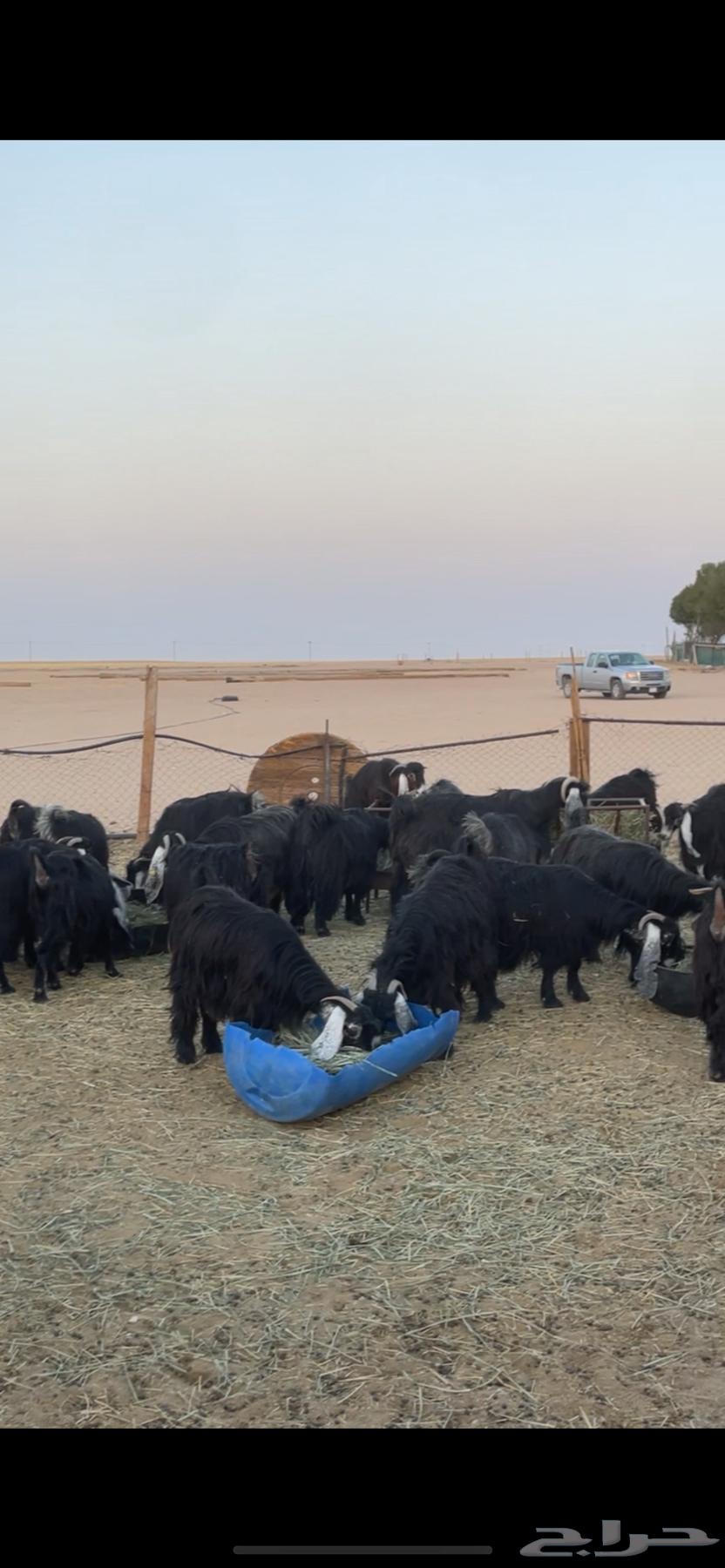 Goat with distinctive features, young and fertile64460051332354110