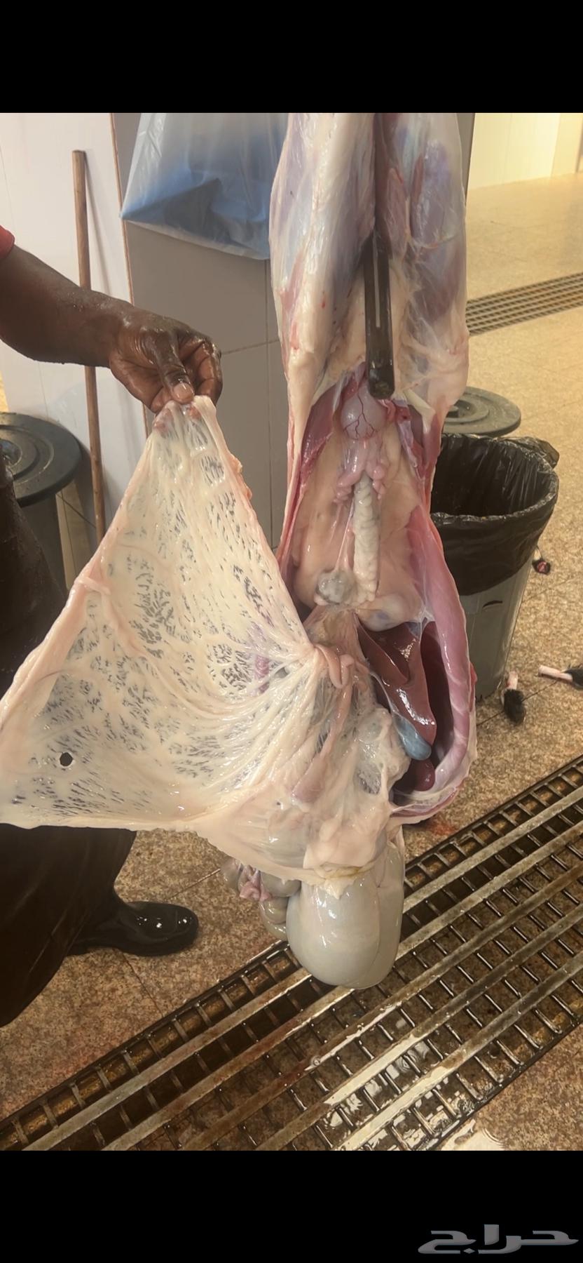 Sheep, Rukhal and Local Goats64459943388929113