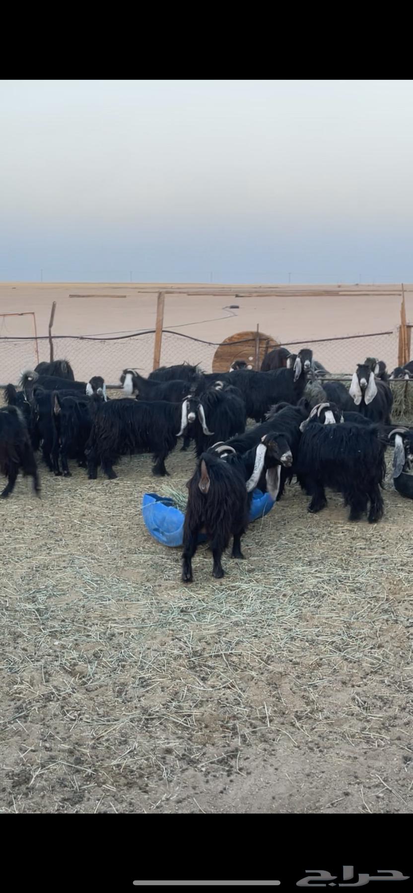 Goat with distinctive features, young and fertile64460051332354114