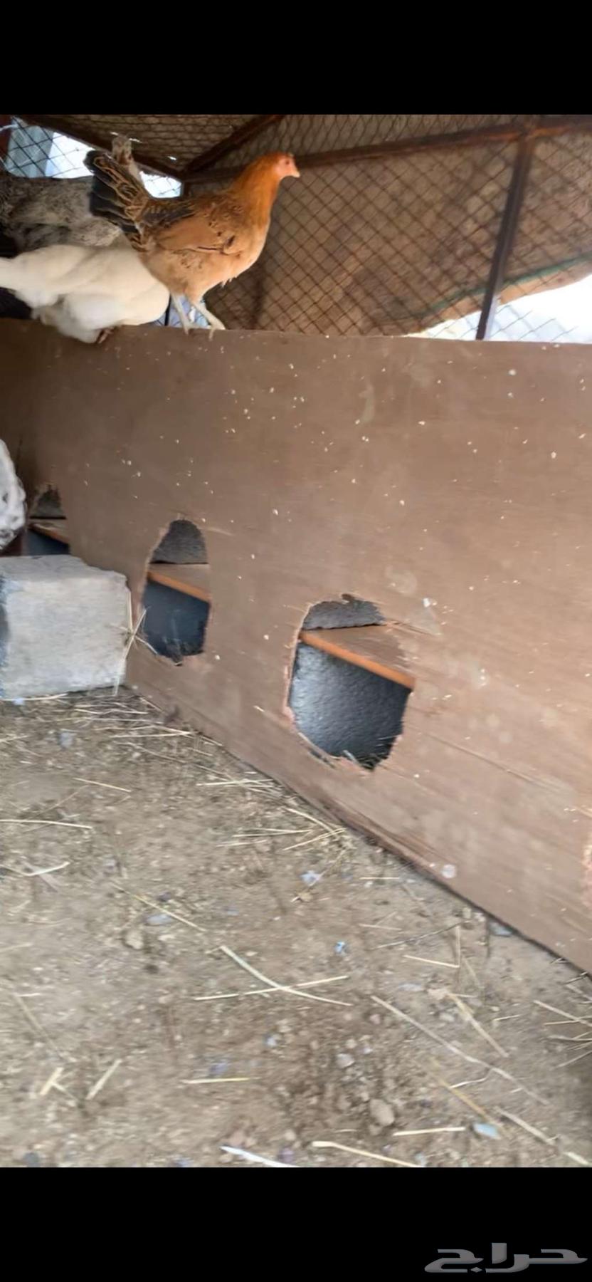 Chicken64470320076035111