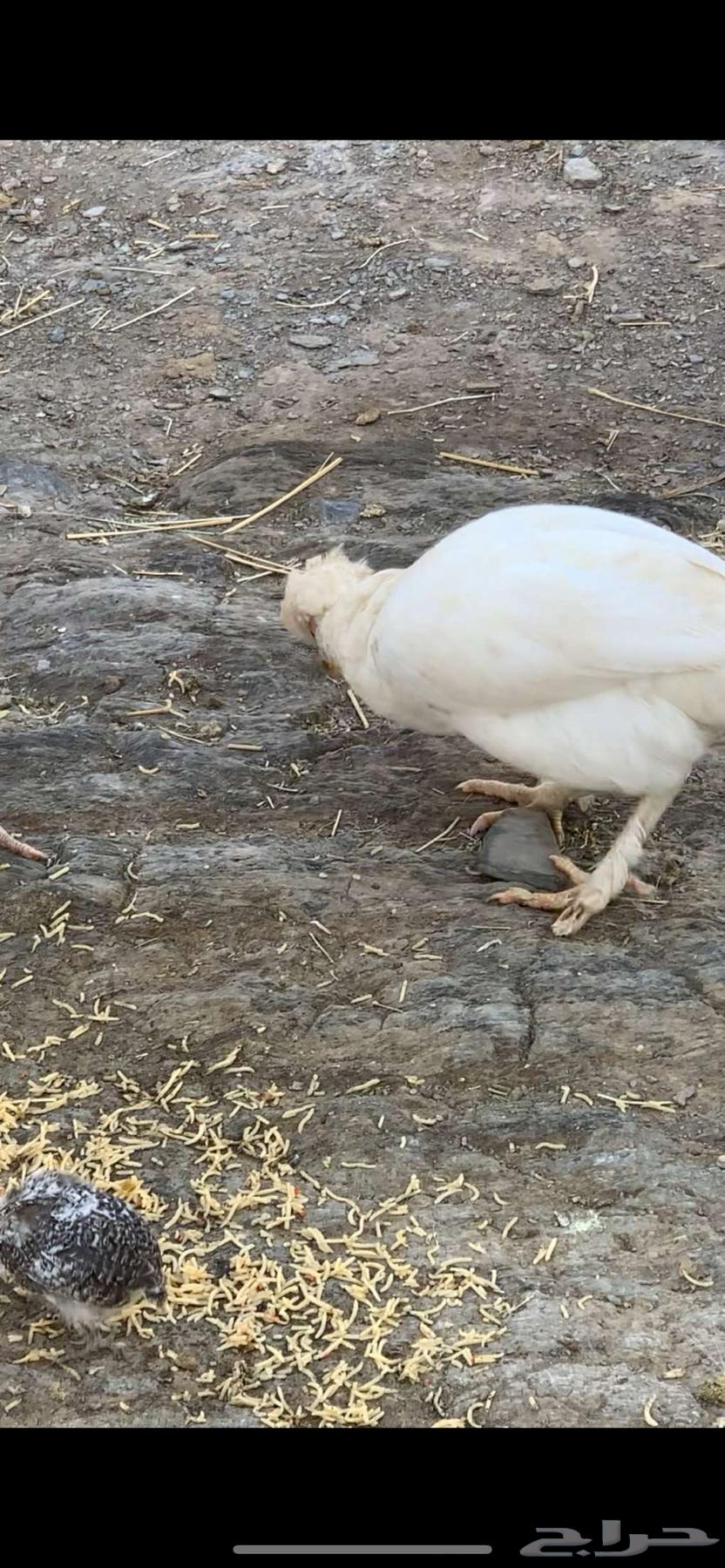 Chicken64470320076035112