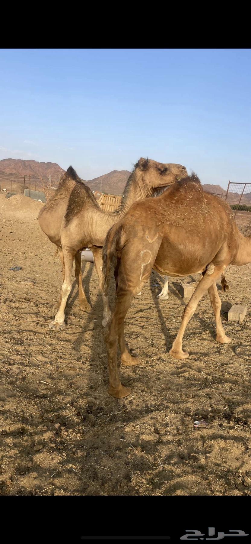 لقحات 2 حمر طيبات الحد من 4500 تم البيع64458886431873112