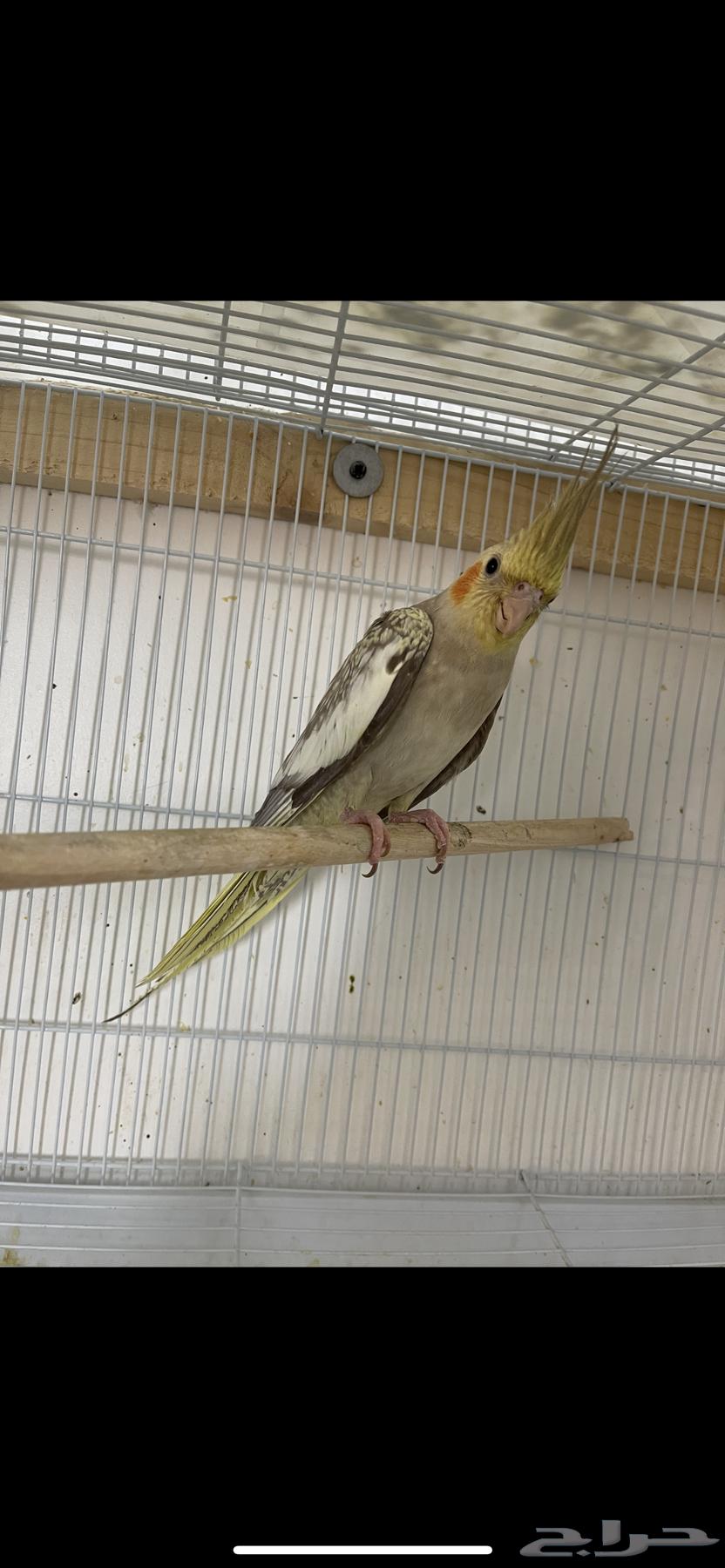 Crowan64457213012609110