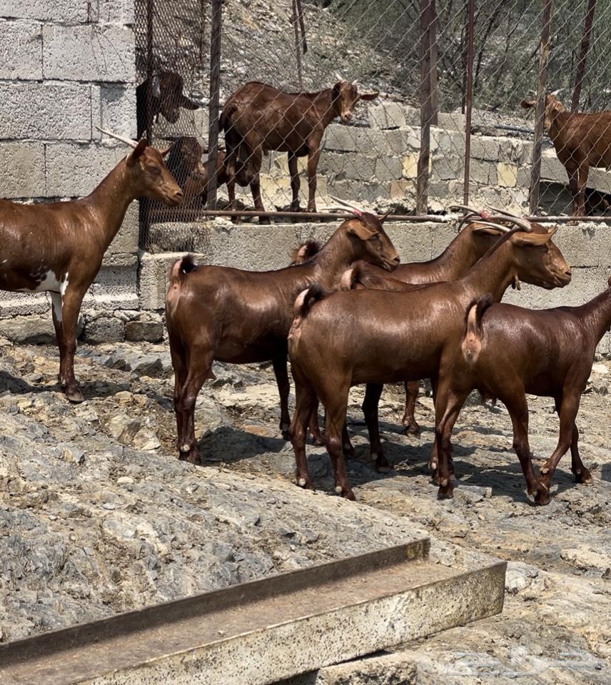 Goats, tenth class, premium class, Masha Allah, sold64460215336449113