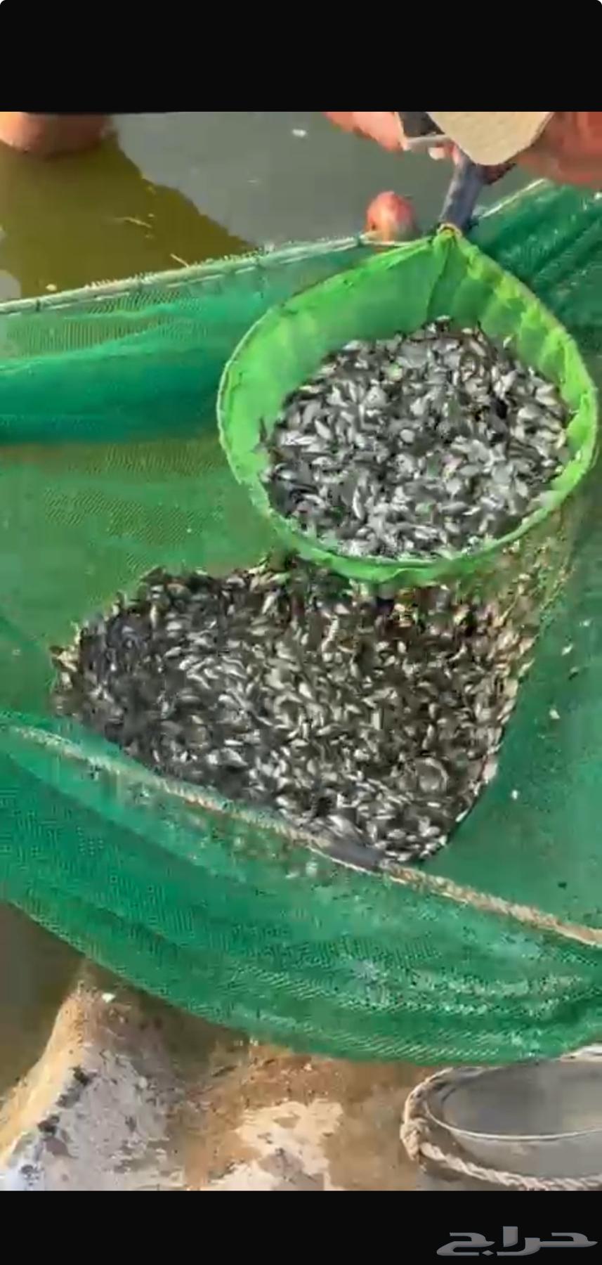 زريعة سمك بلطي بيور وحيد جنس64459139354625110