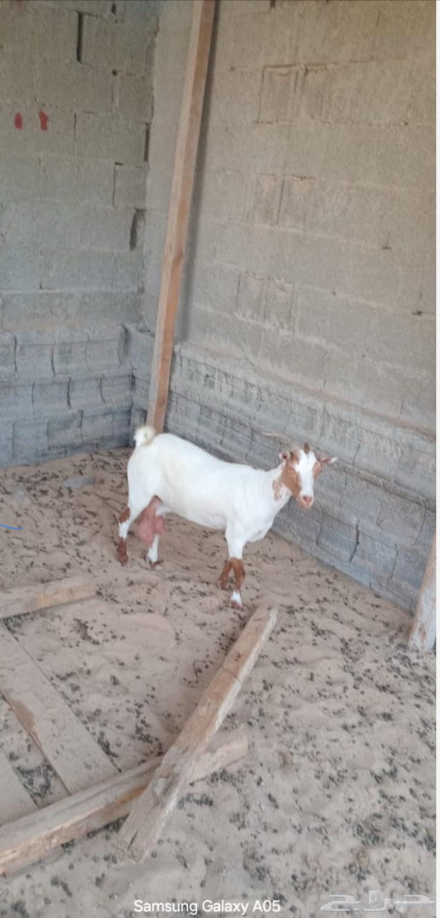 عنز للبيع64463586545027111