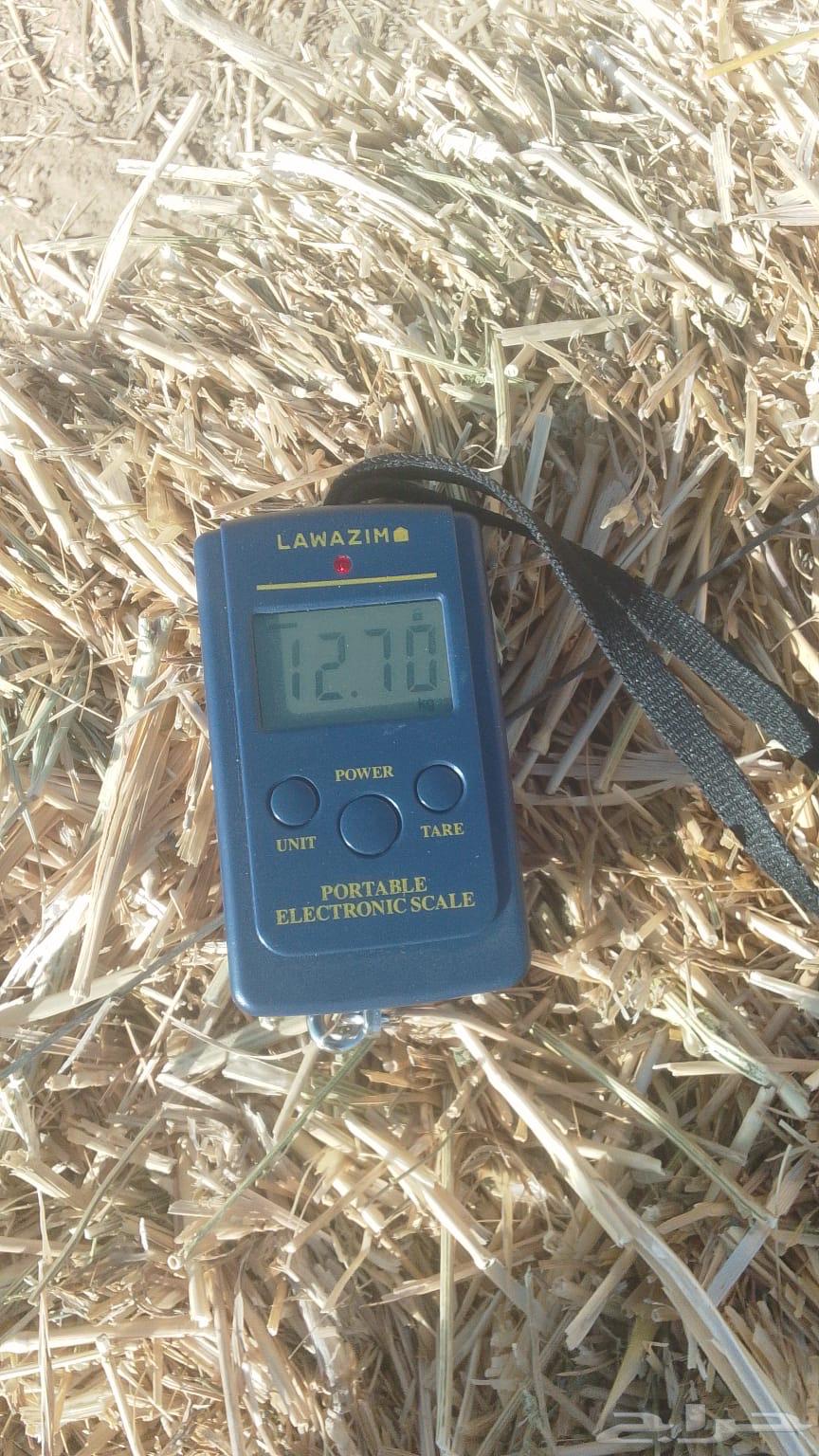 علف تبن بر الموسم64458704200193111