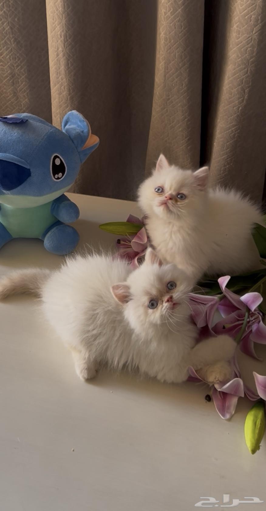 قطط بيرشن64459573414403110