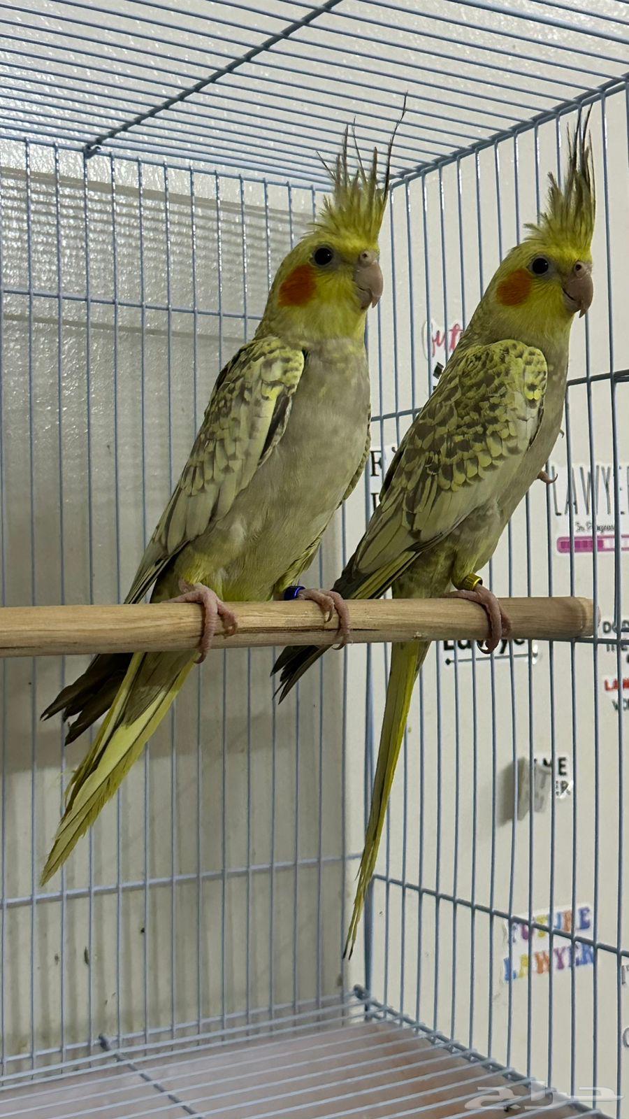 طيور كروان منتجين64463489976067111