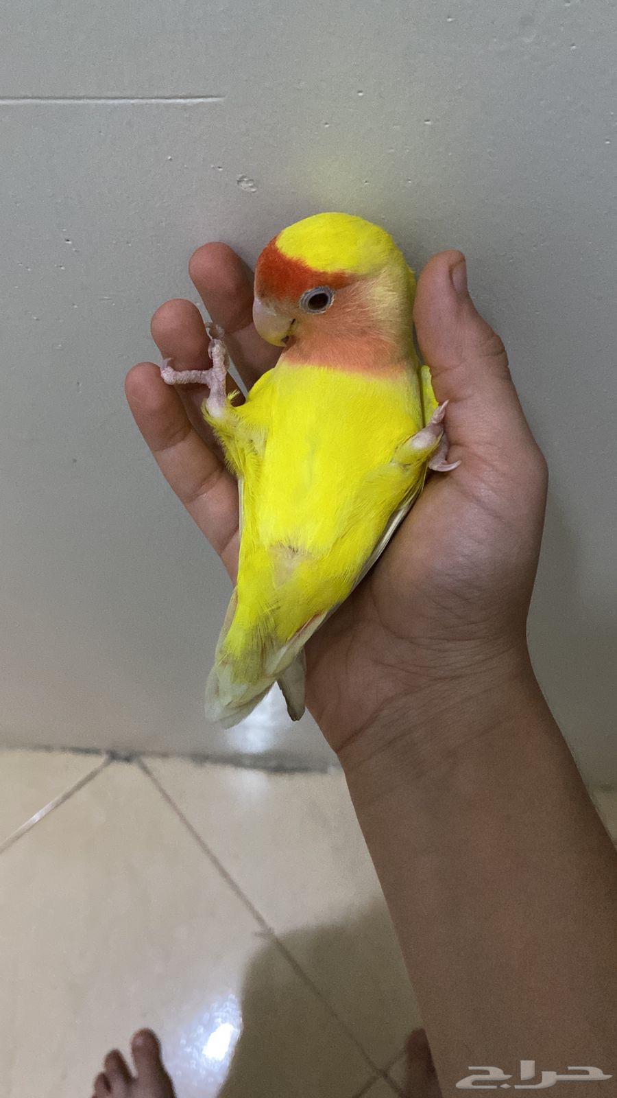 روز لاتينو اليف64463142341507112