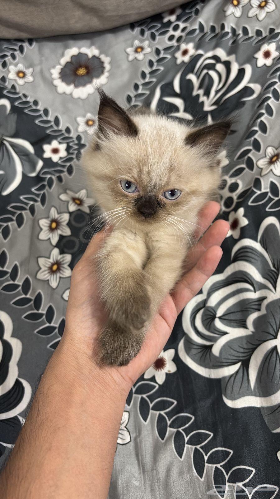 قطة همالايا للبيع فقط64462117785346112