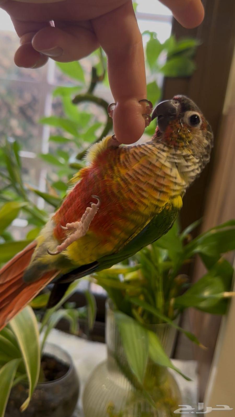 للبيع كنيور اليف ( تم البيع )64463169632897111